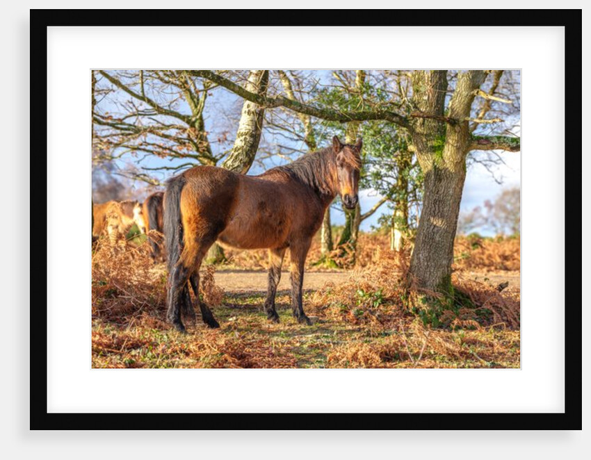 Horse in forest by Assaf Frank